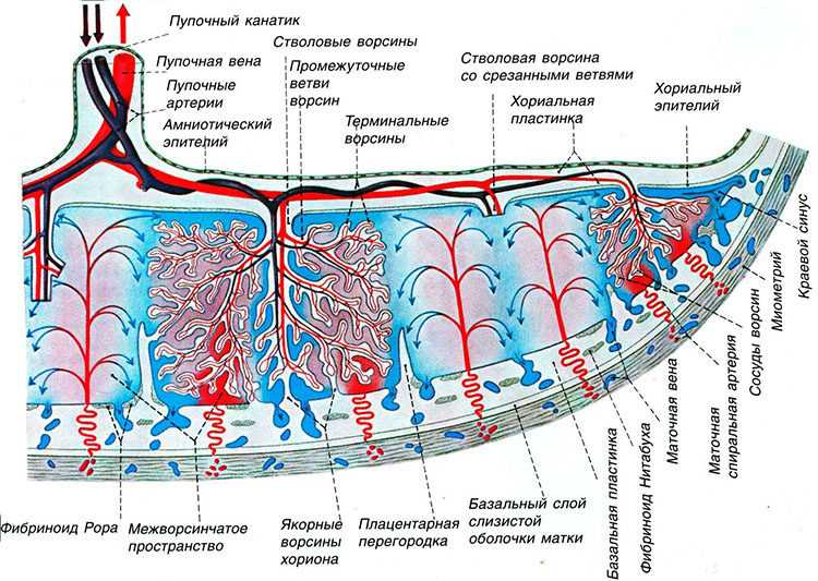 Пуповина 3 Вены