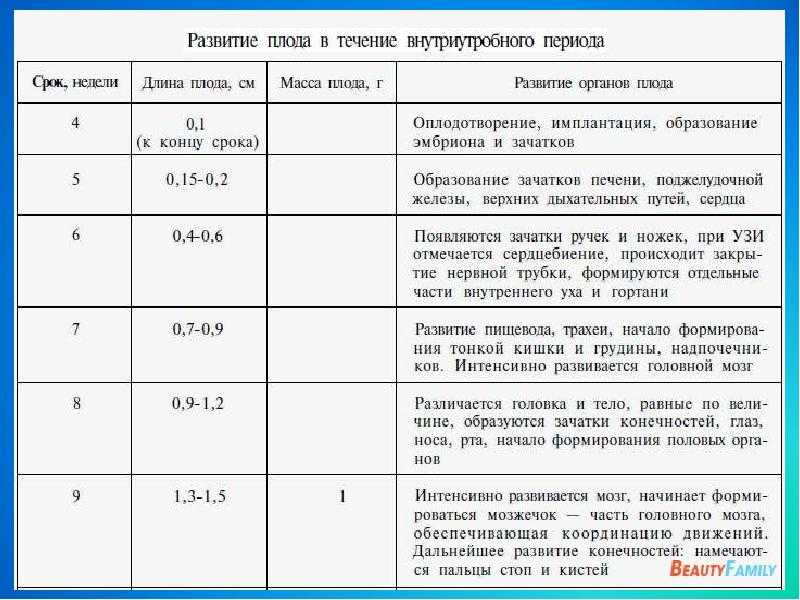 Внутриутробное развитие плода схема