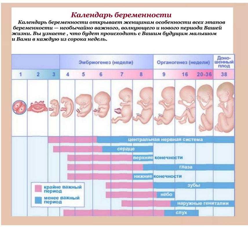 Рассчитать точный срок беременности. сроки беременности: акушерский и эмбриональный — как определить и не запутаться в сроках