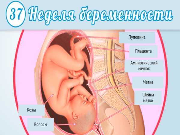 38 неделя беременности: предвестники родов