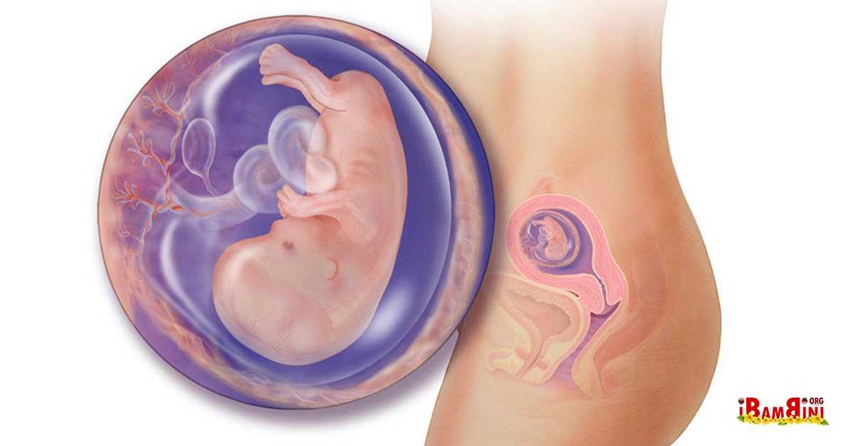 10 неделя беременности: что происходит с малышом и мамой, фото, развитие плода