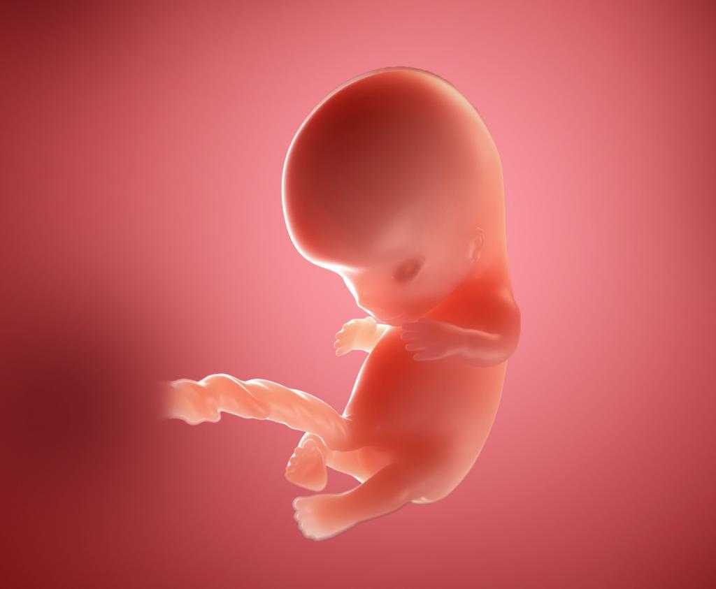 10 неделя беременности: что происходит, ощущения мамы при развитии плода