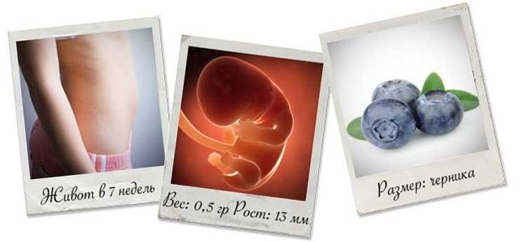 Плод на 7 неделе беременности: развитие и размеры малыша, ощущения на 7 акушерской неделе, как выглядит ребенок