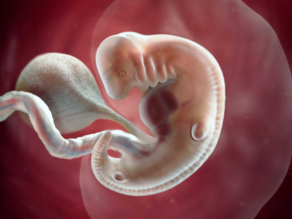 5 неделя беременности (49 фото): что происходит с плодом и мамой на 5 акушерской неделе или на 3 неделе от зачатия, ощущения и симптомы беременности у мамы, признаки и норма хгч, как выглядит ребенок