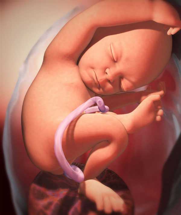 Ребенок на 31 неделе беременности (15 фото): развитие плода, вес норма, происходит с малышом, как выглядит