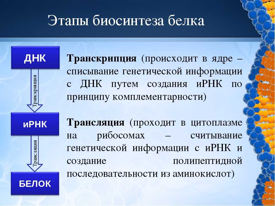 Транскрипция и трансляция схема