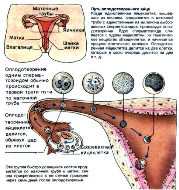 Схема движение яйцеклетки в матку