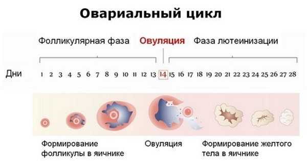 Выделения после овуляции если зачатие произошло (при зачатии, до задержки) – кровянистые, коричневые