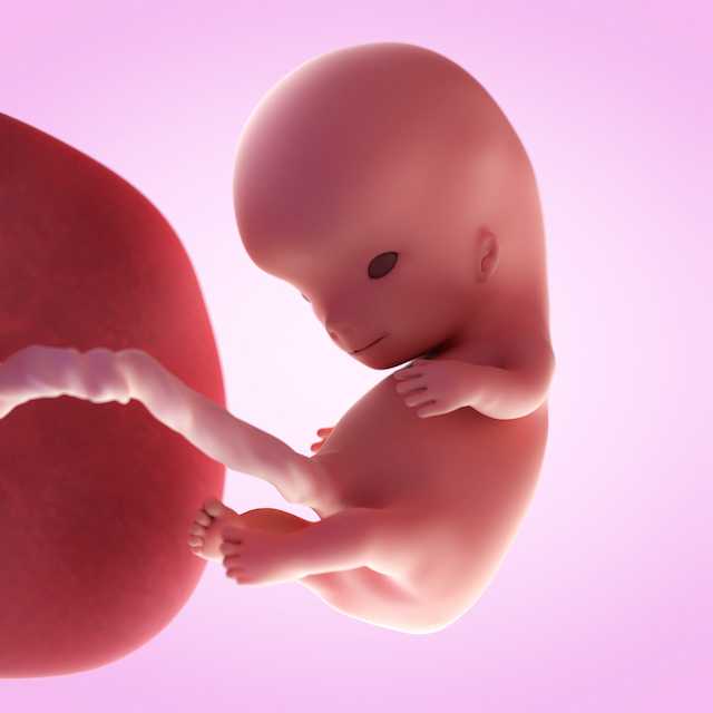 10 неделя беременности: что происходит с малышом и мамой, фото, развитие плода