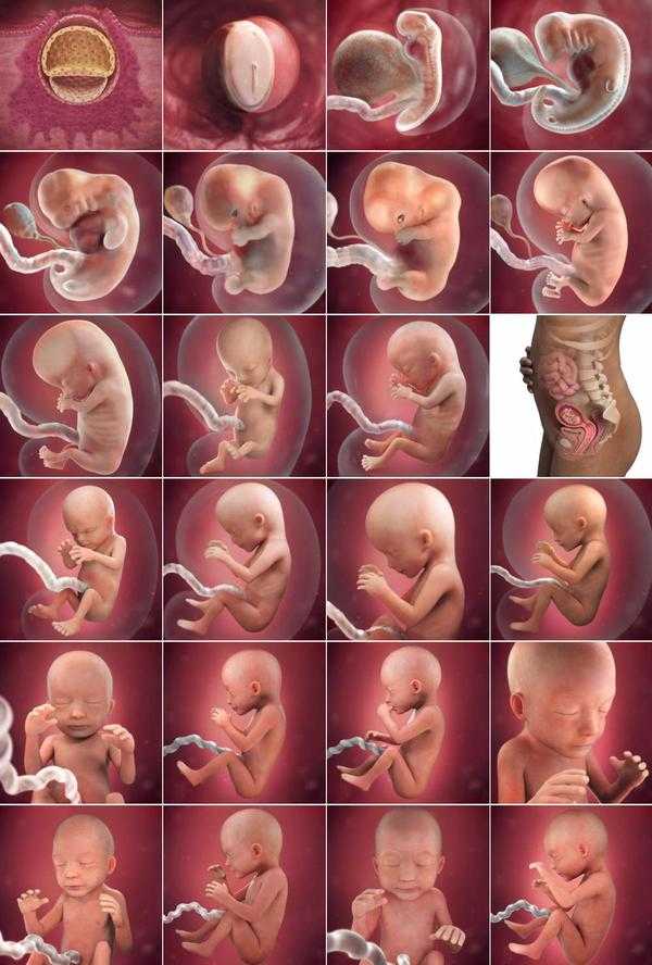 Этапы беременности от зачатия до родов + советы для здоровья