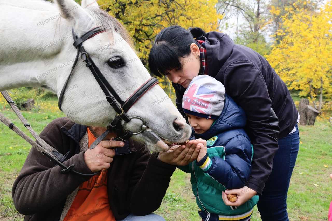 Иппотерапия: лечение лошадьми детей-инвалидов с дцп и аутизмом, отзывы