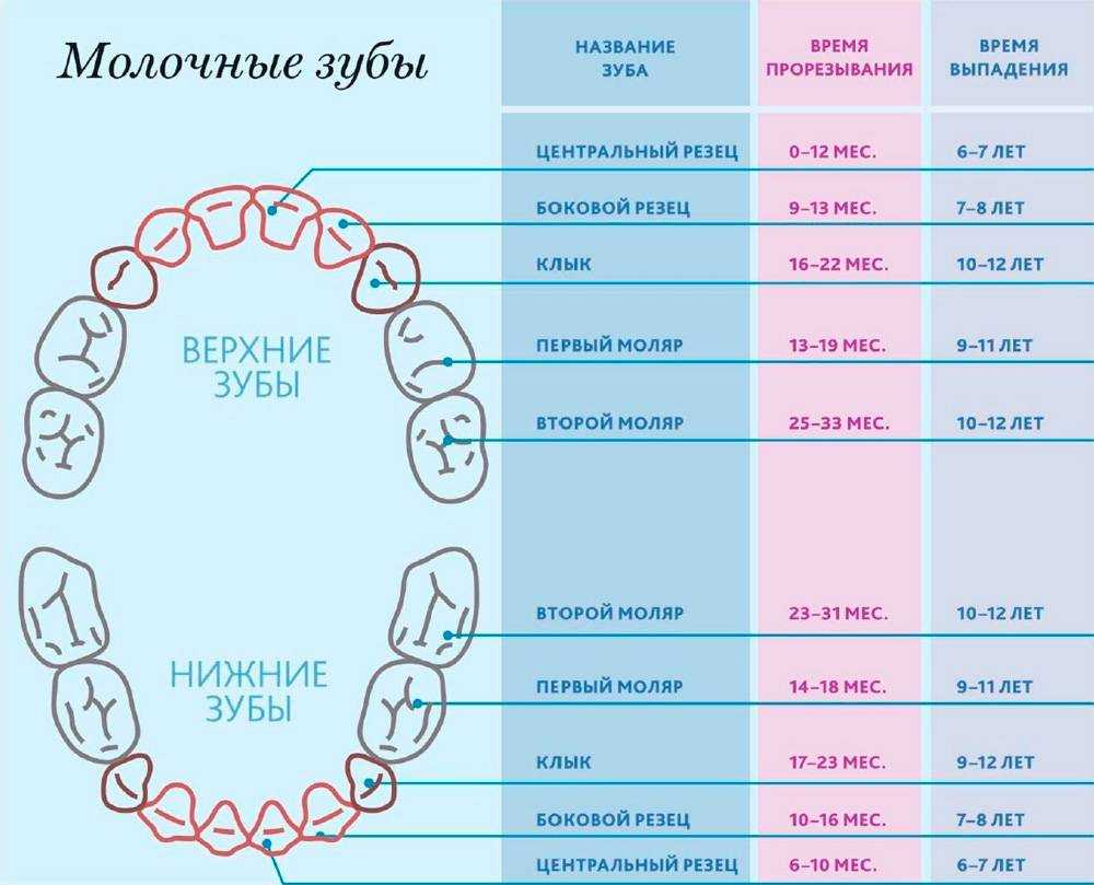 Количество молочных зубов у годовалого ребенка (таблица прорезывания)