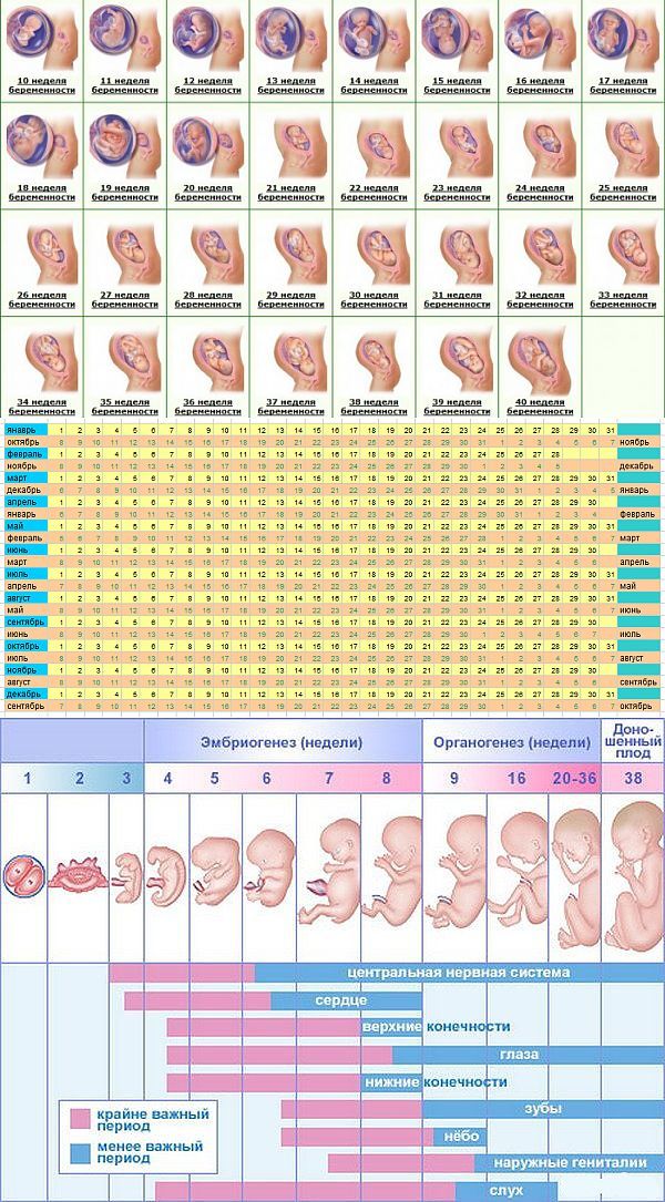 Беременность по неделям: календарь развития плода и этапы формирования ребенка (видео + 115 фото)