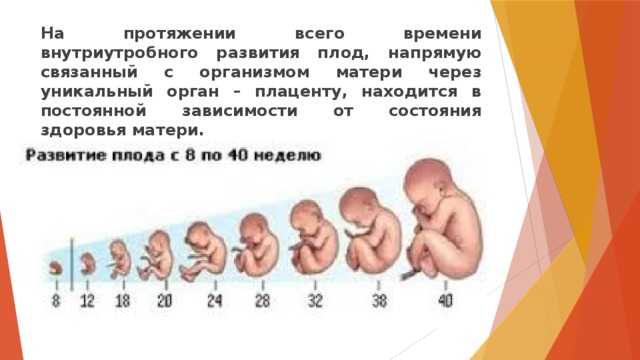 Какая неделя беременности какому месяцу и триместру соответствует? таблица – когда начинается первый, второй и третий триместры