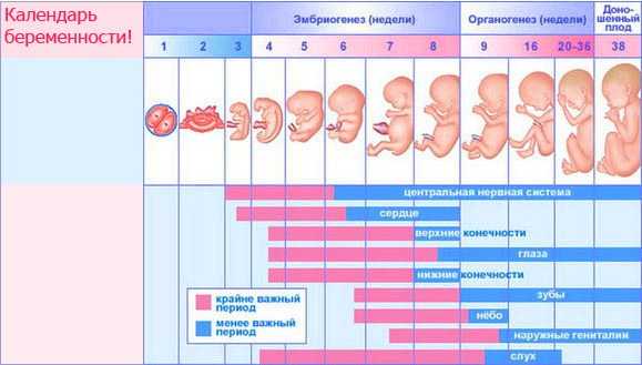Узи второго триместра беременности: на каком сроке делают (когда лучше), нормы размеров плода, расшифровка показателей, показания, подготовка, цена, как часто делают плановое исследование