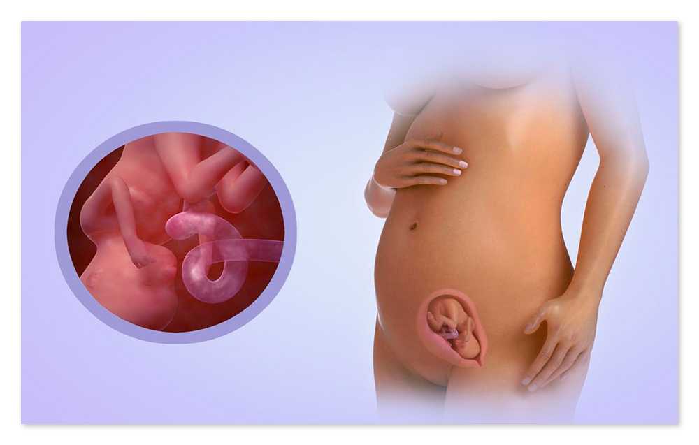 18 неделя беременности, что происходит, шевеления плода