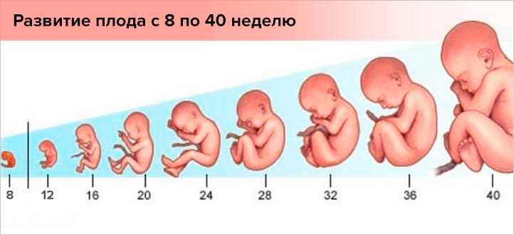 Календарь беременности по неделям: 3 триместр