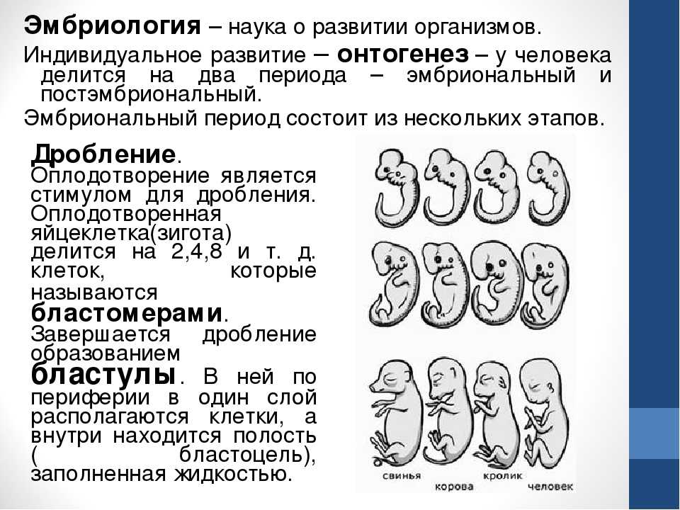 Как происходит развитие ребенка по неделям беременности в каждом триместре : saluma.ru
