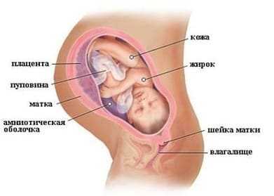 Вещи, которые обязательно нужно знать про движение плода в утробе матери. - малышок