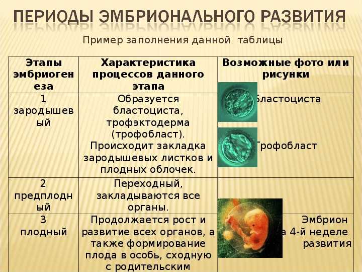 Внутриутробное развитие организма развитие после рождения. Этапы внутриутробного развития зародышевый. Особенности развития внутриутробного развития человека таблица. Периоды развития эмбриона человека. Этапы эмбрионального развития кратко.
