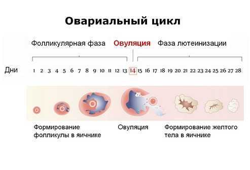 Фолликулы в яичниках: количество, норма и отклонение