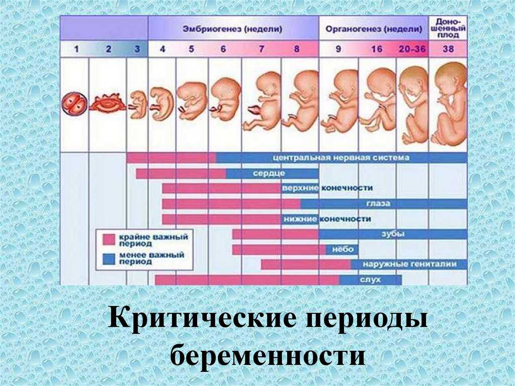 Срок беременности - «акушерский» и «эмбриональный»