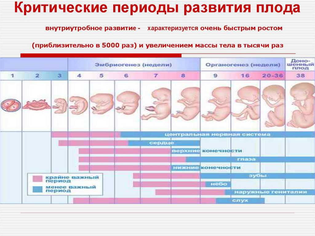 Набор веса при беременности: нормы по неделям, прибавки в таблице, как рассчитать – график и календарь, нормальный вес на 15, 24 и 30 неделе