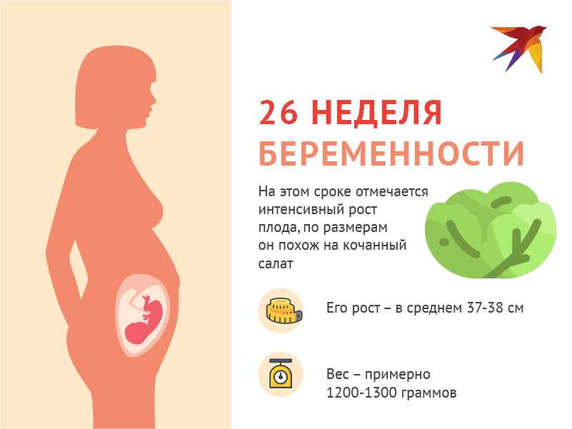 26 неделя беременности развитие плода (17 фото): выглядит малыш, происходит, ребенок, вес, 25, расположен