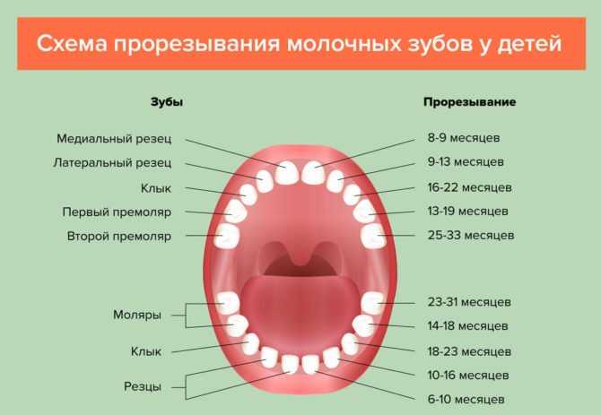 Сколько времени держится температура при прорезывании зубов?