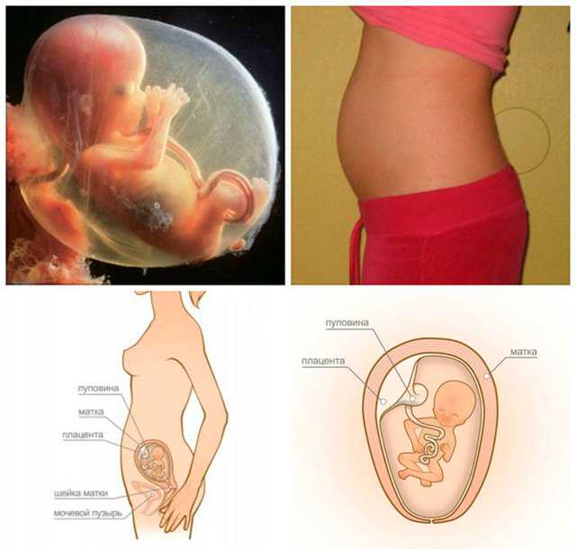 2 неделя беременности от даты зачатия: симптомы и признаки, развитие эмбриона