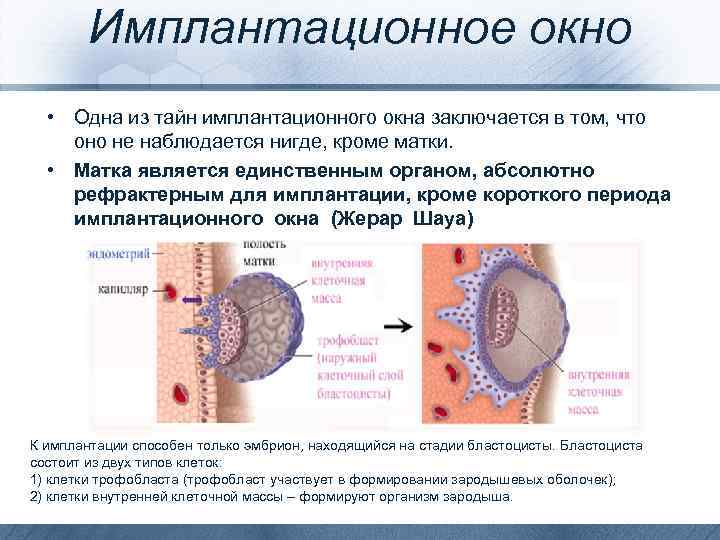 Как понять что эмбрион прикрепился к матке. Период имплантации эмбриона. Имплантация зародыша в матку происходит на. Этапы имплантации эмбриона.