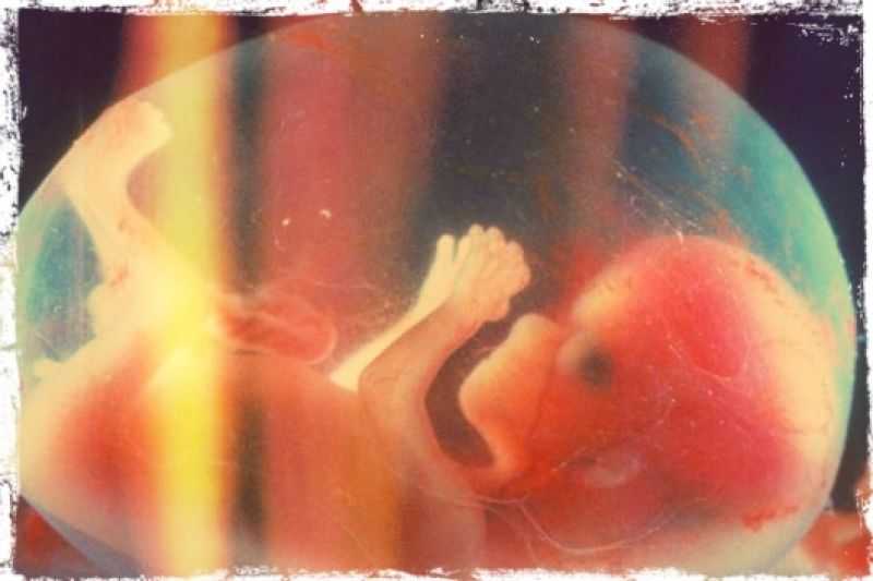 6 неделя беременности – что происходит с малышом, развитие плода (19 фото): размеры ребенка в норме, как выглядит эмбрион