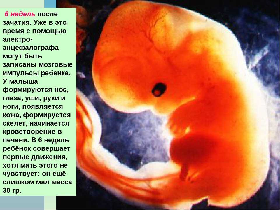 Симптомы и физиологические изменения в организме в первые дни после зачатия