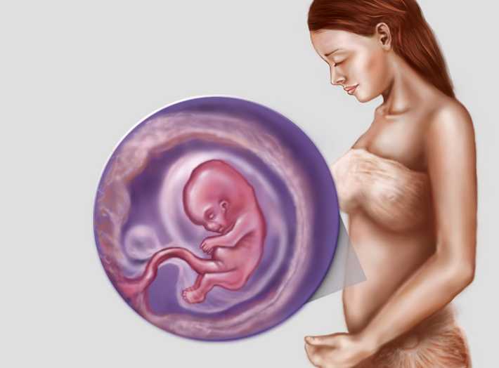 Плод на 15 неделе беременности (18 фото): что происходит с малышом и как он выглядит, размер ребенка, его развитие и ощущения, пол