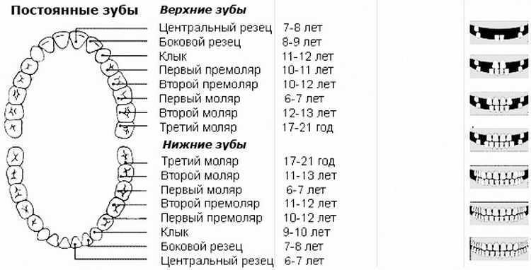 Зубы коренные и молочные зубы у детей схема