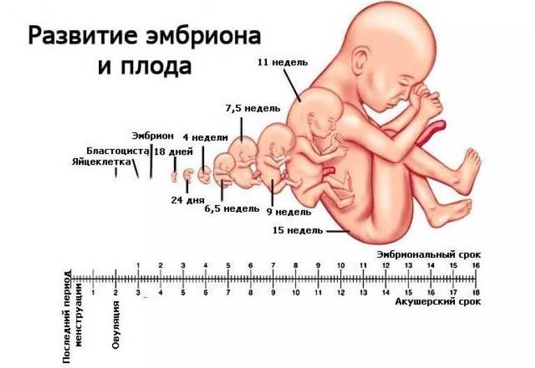 31 неделя беременности (49 фото): что происходит с малышом и мамой, сколько это месяцев, развитие на 30-31 акушерской неделе, секс, отеки и понос, отзывы
