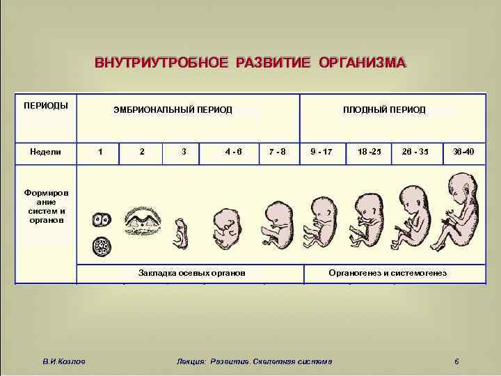 Внутриутробное развитие организма развитие после рождения. Схема периодов внутриутробного развития плода. Стадии внутриутробного развития схема. Cроки эмбрионального (зародышевого) периода развития плода:. Периодизация эмбрионального развития.