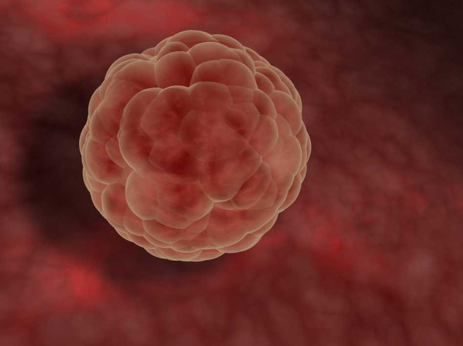Кровянистые выделения переносе эмбриона