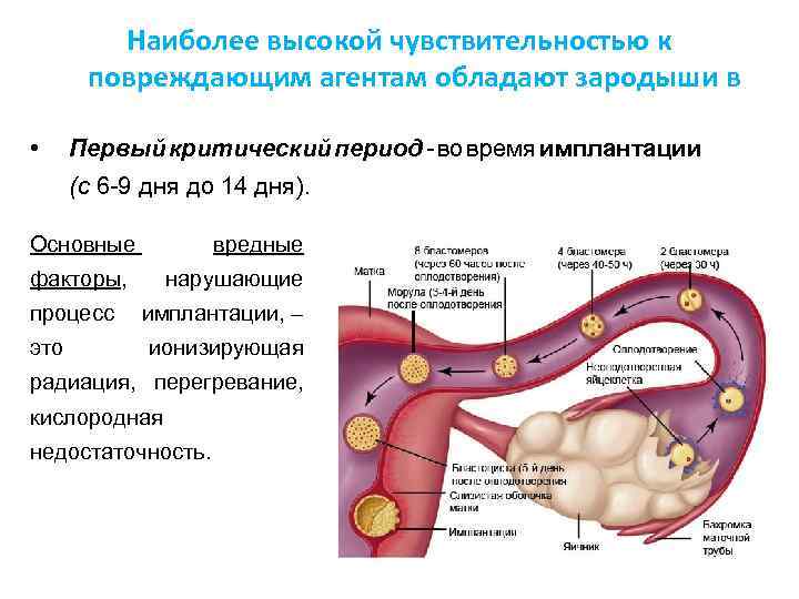 Оплодотворение в полости матки. Сроки имплантации эмбриона после зачатия. Движение яйцеклетки по маточной трубе. Признаки прикрепления эмбриона к матке после овуляции. Имплантация плодного яйца сроки.