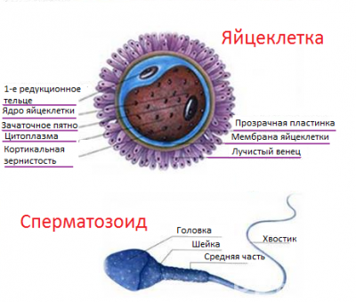 Половые клетки рисунок