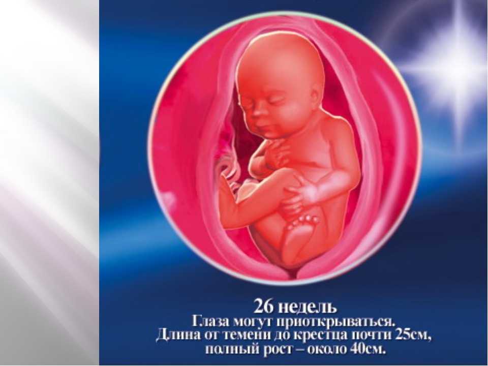 26 неделя беременности: что происходит с малышом и мамой, фото, развитие плода, ощущения