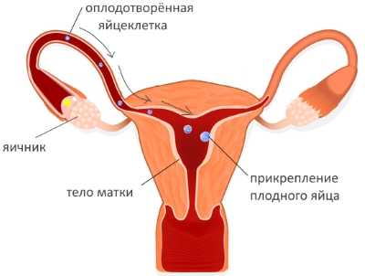 Имплантация эмбриона