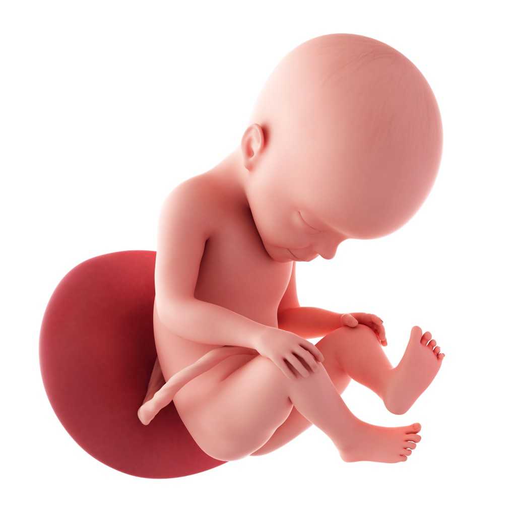 26 неделя беременности какой малыш, что происходит с малышом, развитие ребенка, ощущения мамы и узи плода • твоя семья - информационный семейный портал