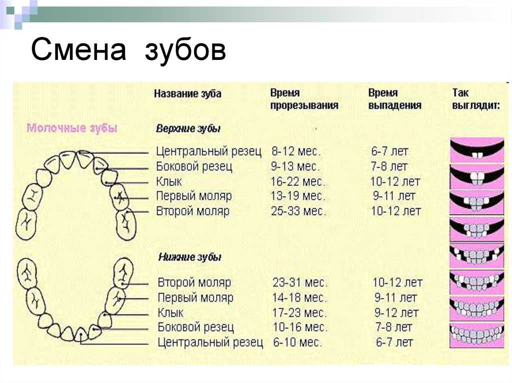 Сколько должно быть зубов у ребенка в 3 года и какие лезут в 4 и 5 лет? | spacream.ru