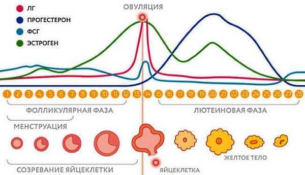 Прогестерон и фолликулярная фаза: норма, повышенный уровень прогестерона в фолликулярной фазе цикла, отзывы