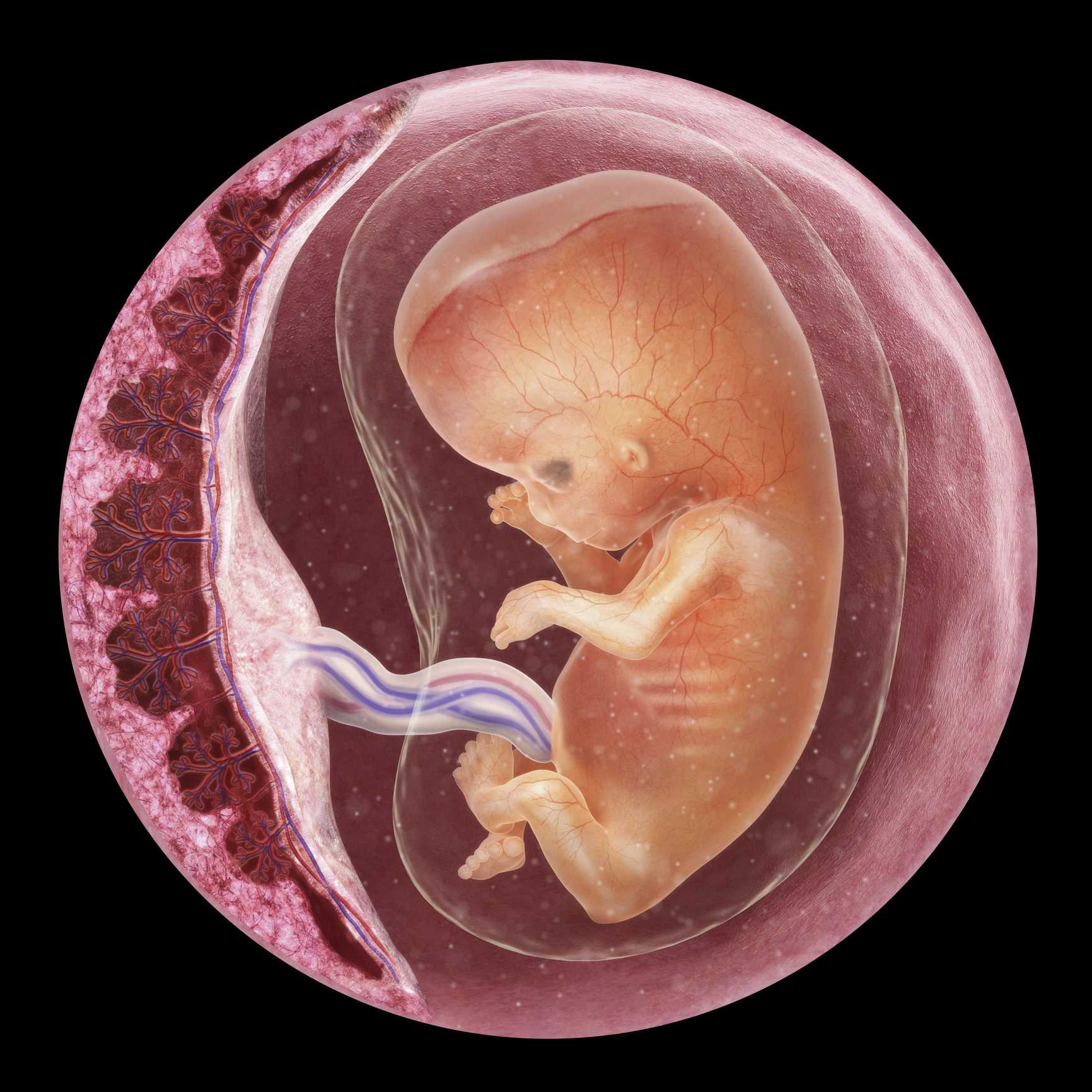 10 неделя беременности (53 фото): что происходит с малышом и мамой на 9-10 акушерской неделе, развитие эмбриона, плода и ощущения на 8 неделе от зачатия, секс и размер матки, болит поясница, перестала болеть грудь