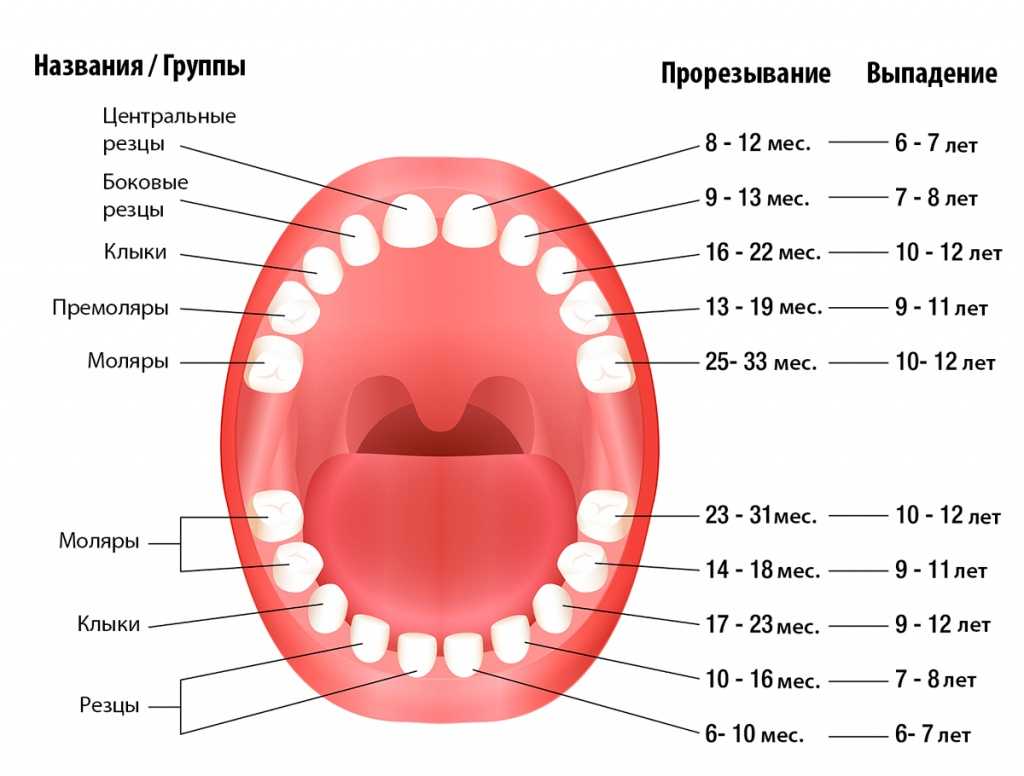 Симптомы прорезывания зубов у детей после года - общие признаки