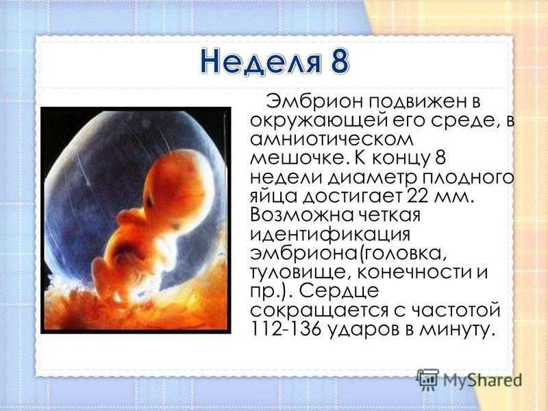 8 й недели неделе. Какого размера плод на 8 неделе беременности. Как выглядит эмбрион в 8 недель. Размер плода на 8 неделе беременности. Как выглядит плод в 7-8 недель.