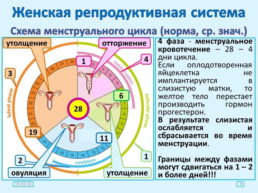 Остановиться цикл. Менструальный цикл. Цикл у женщин. Цикл менструационного цикла. Менструальный цикл у женщин.