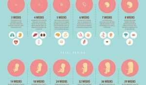 Что происходит на сроке в 2 недели беременности с женщиной и ребенком?